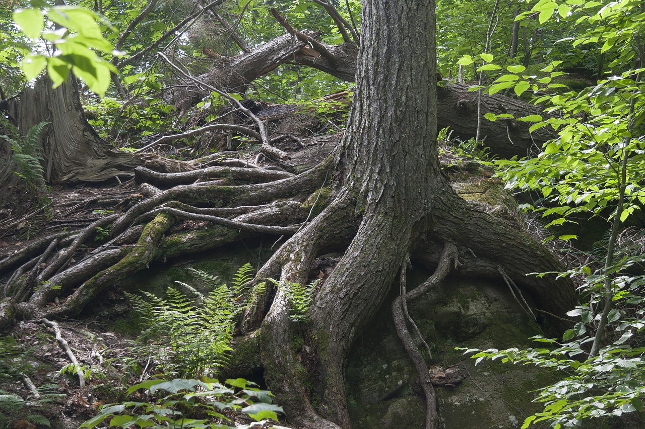 Resilienza in natura